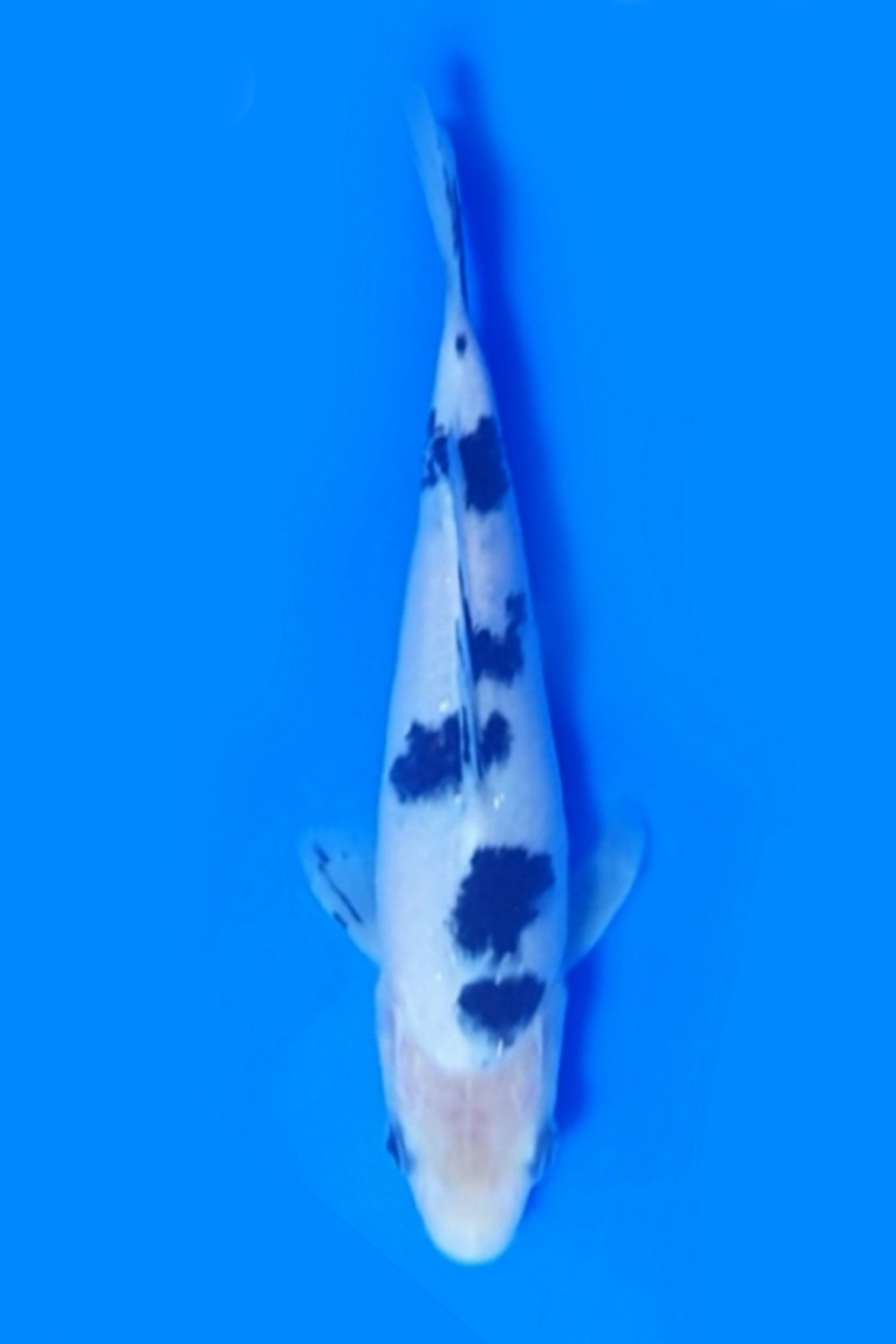 Juara 2