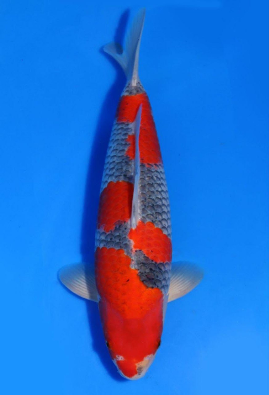 Juara 1