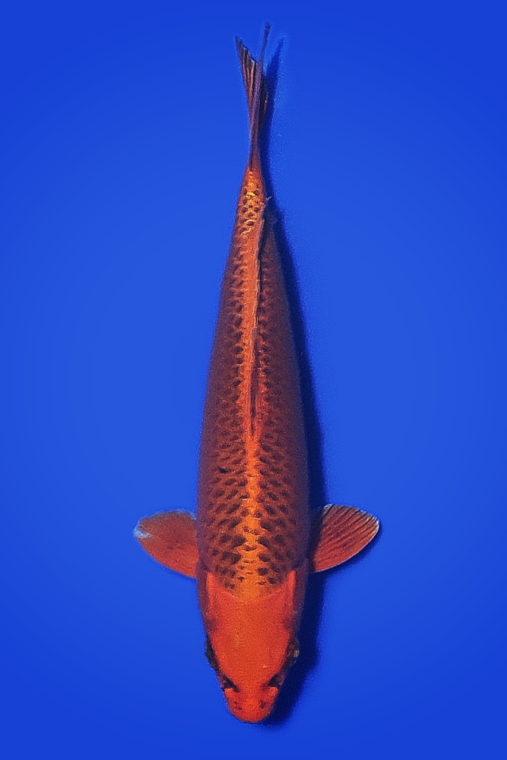 Juara 5