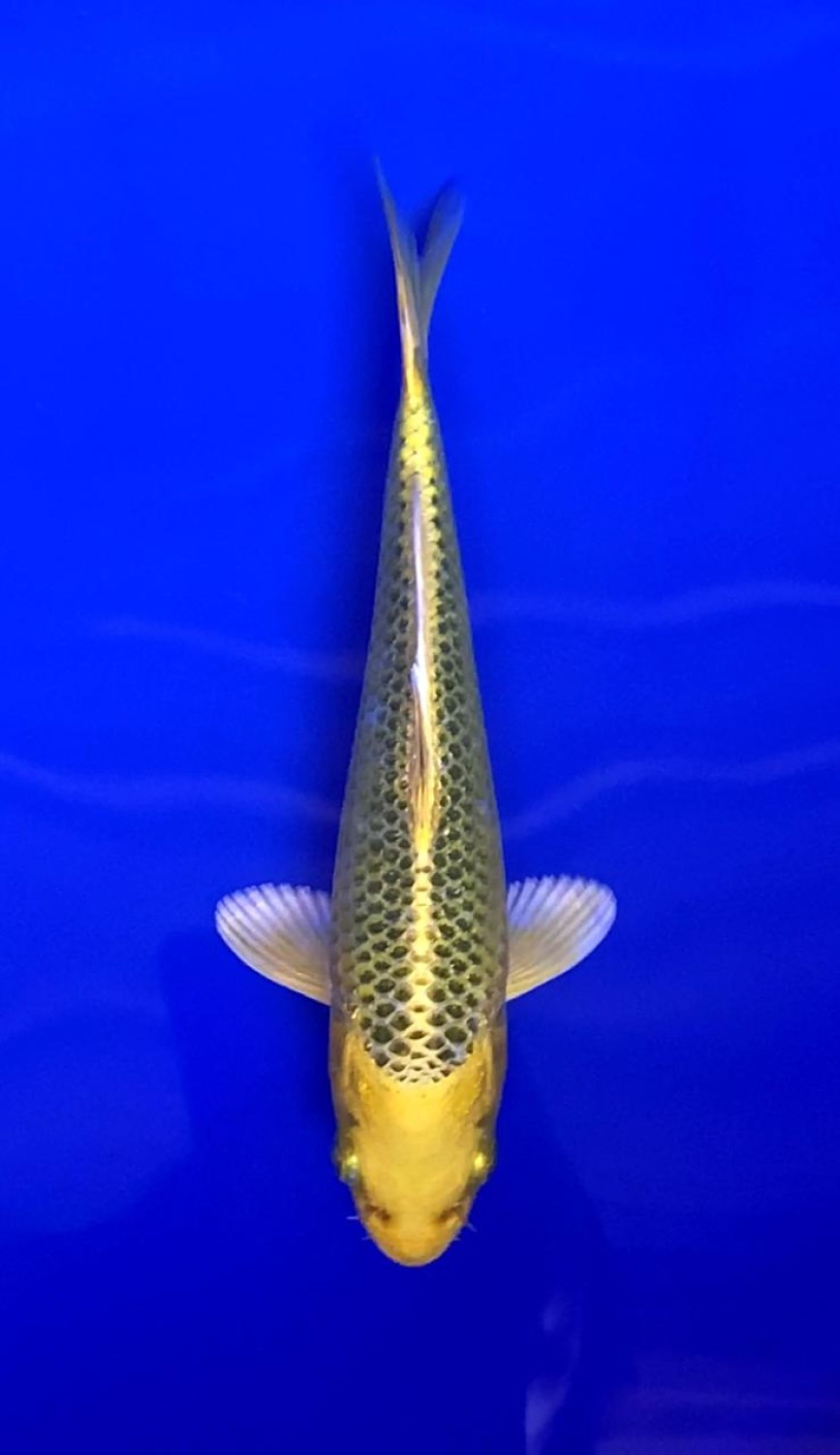 Best In Size E Up To 12 cm