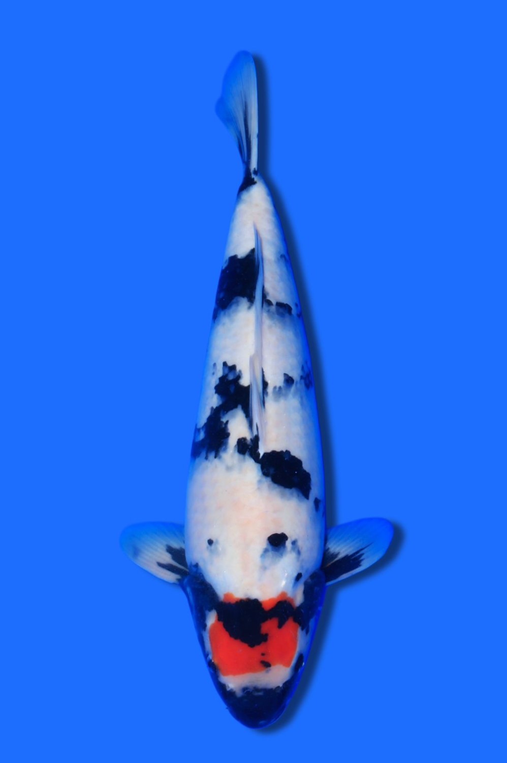 Juara 1