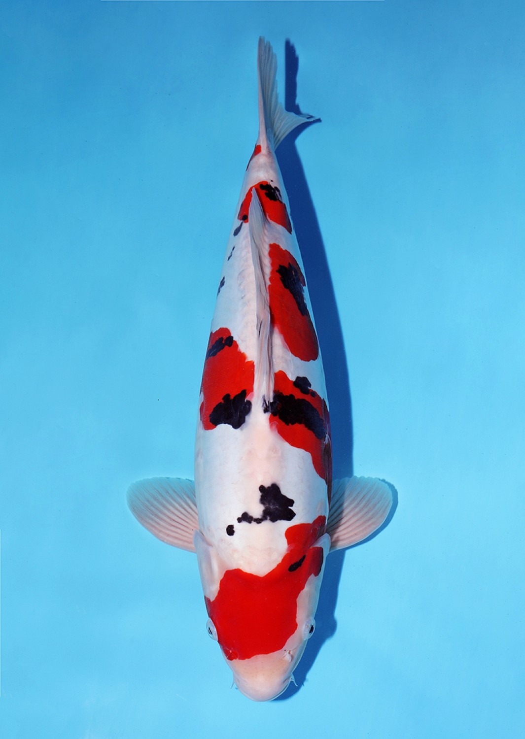 Juara 1