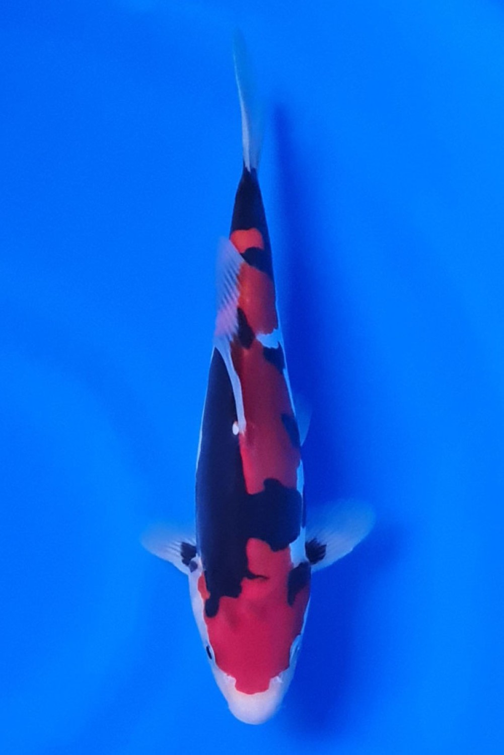 Juara 1
