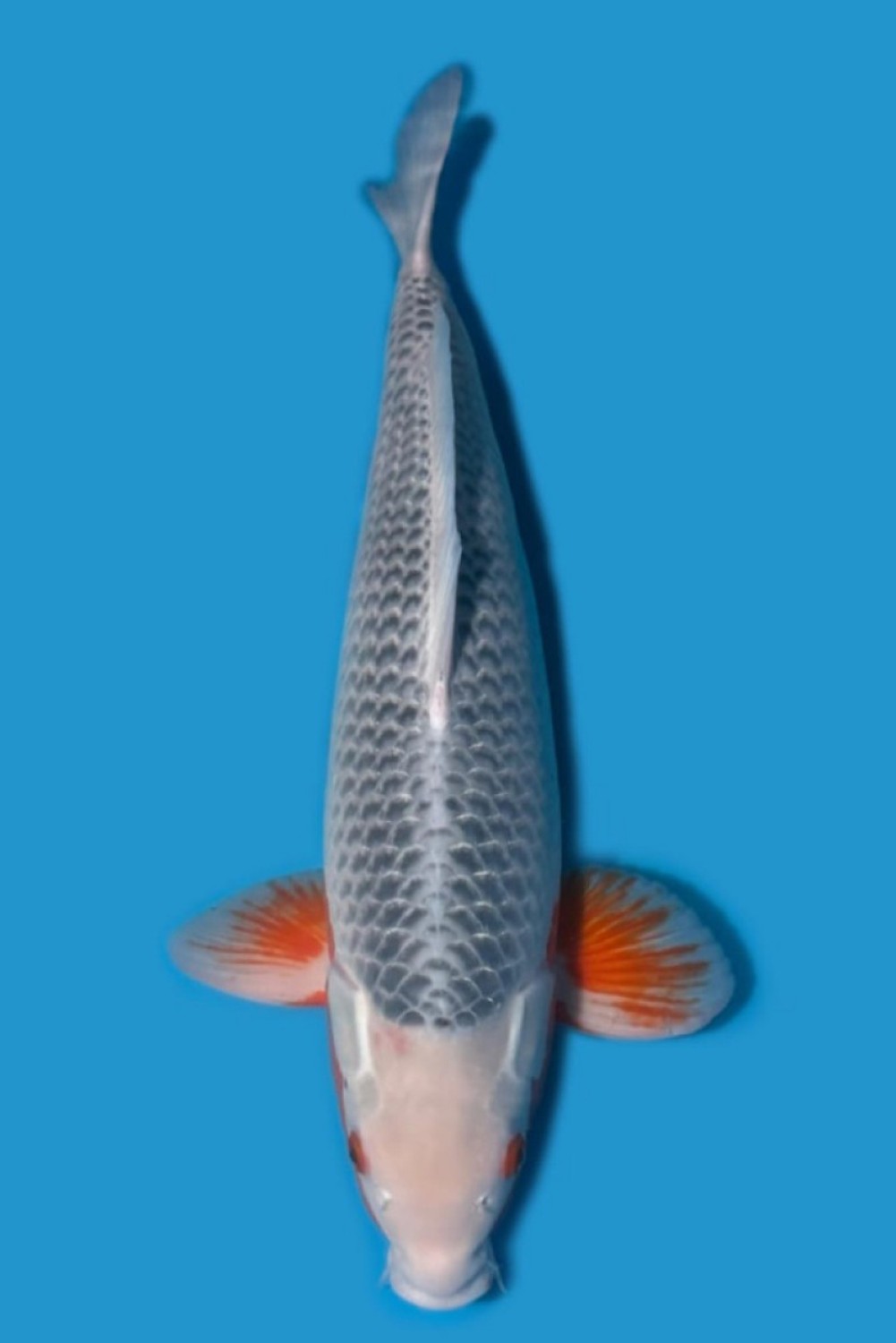 Juara 1