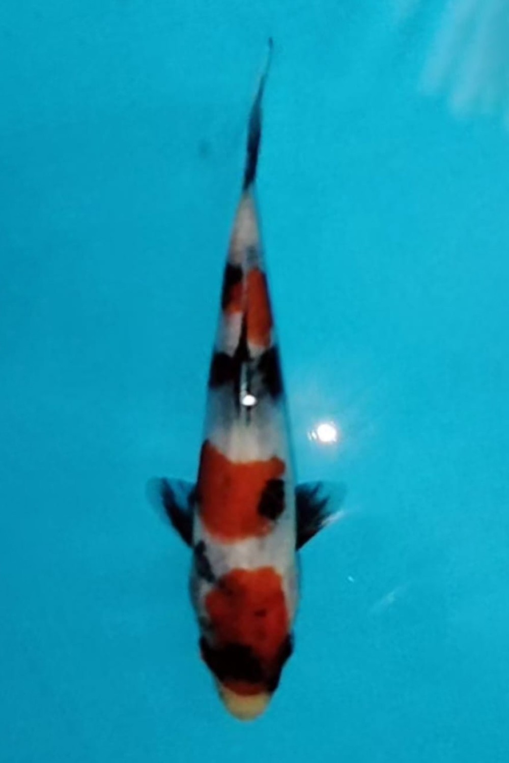 Juara 5