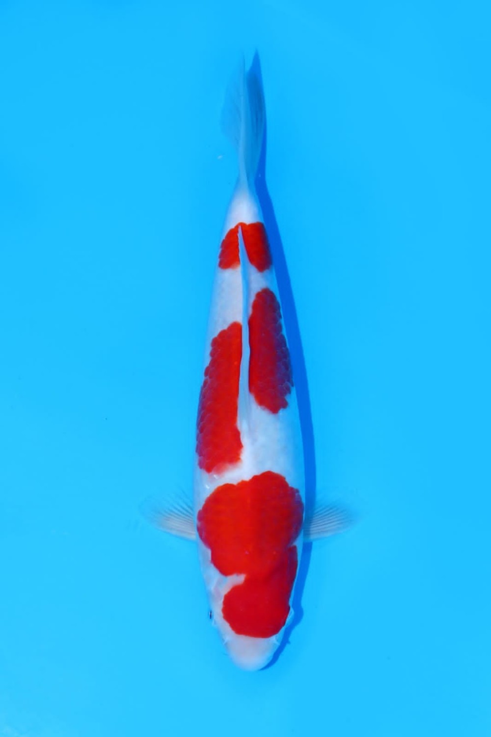 A. Best In Size, 26 - 30 cm