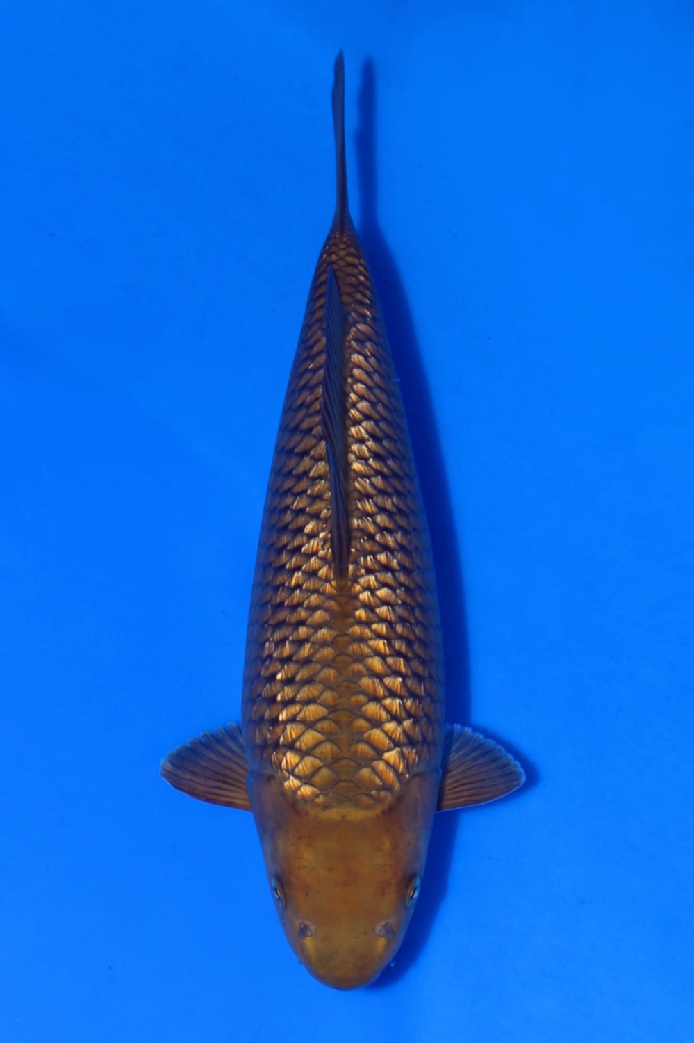 Juara 1