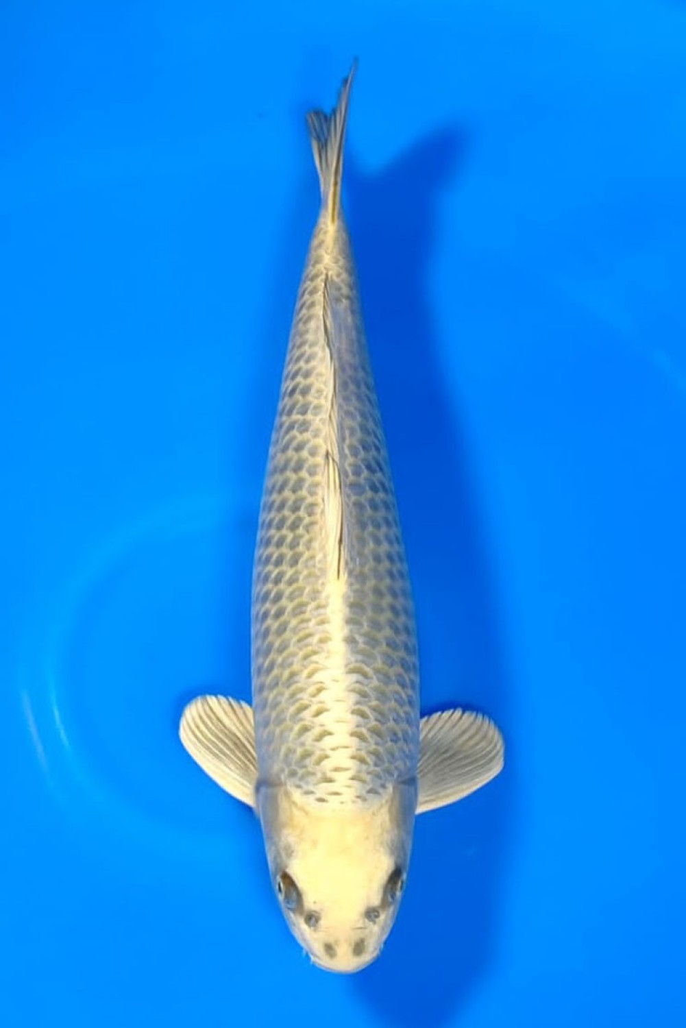 Juara 3