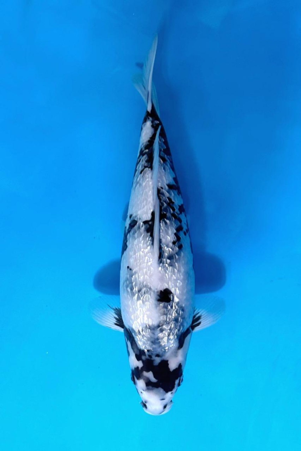 F. Tategoi Prize, 36 - 40 cm