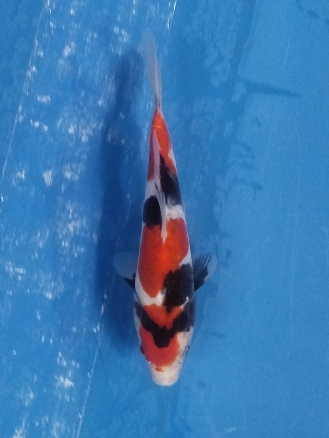 Juara 2