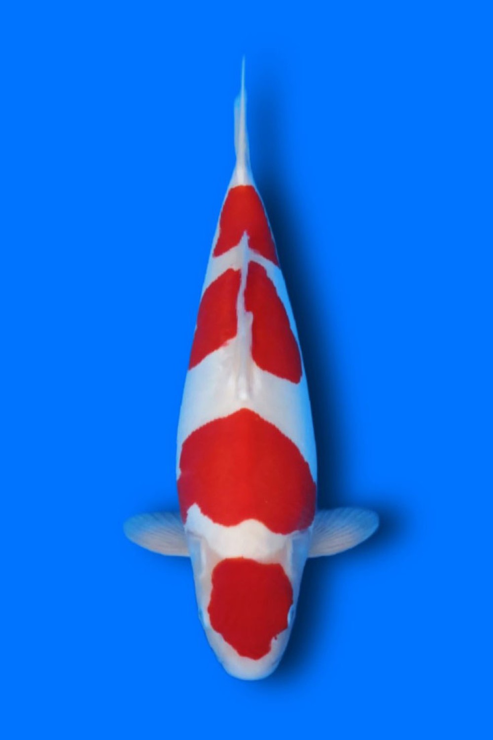 C. Anggrek Prize, 41 - 45 cm