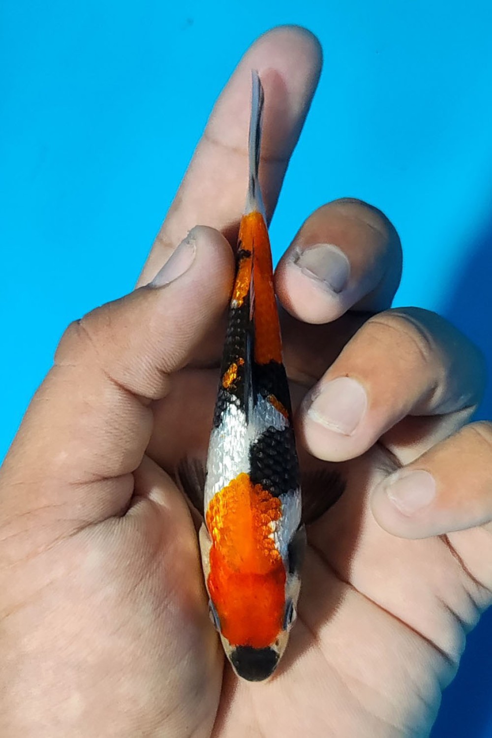 Juara 2