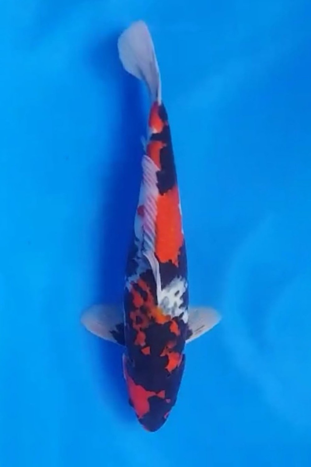 Juara 5