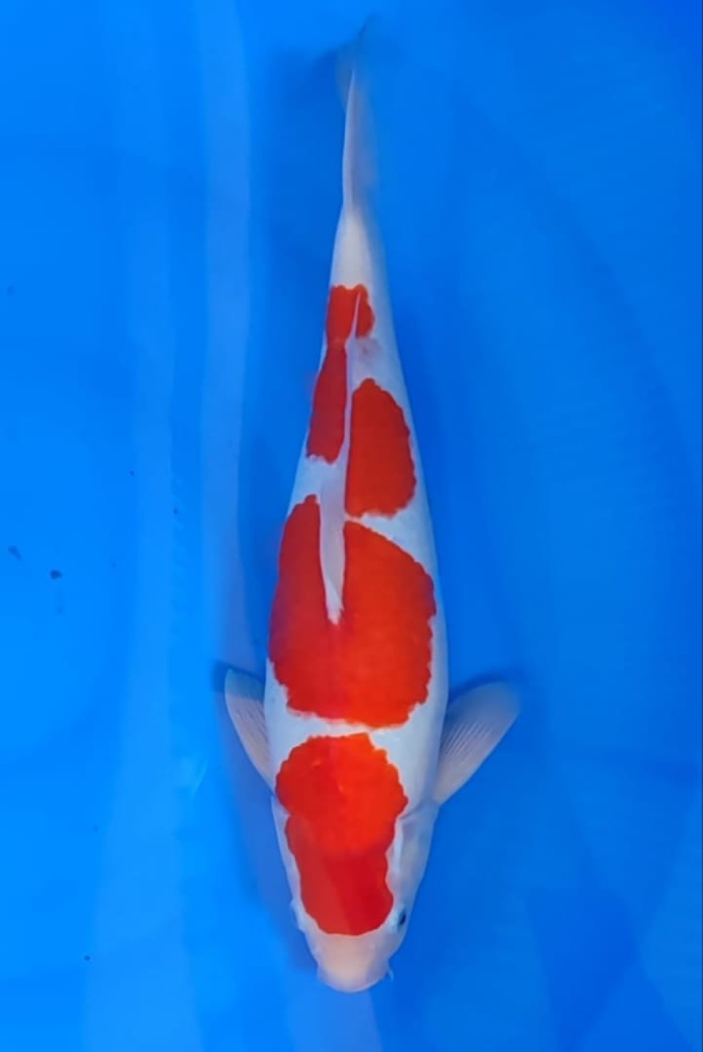 Juara 3