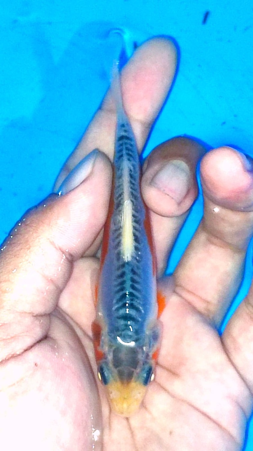 Juara 1