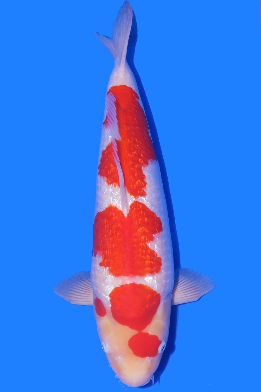 Juara 2