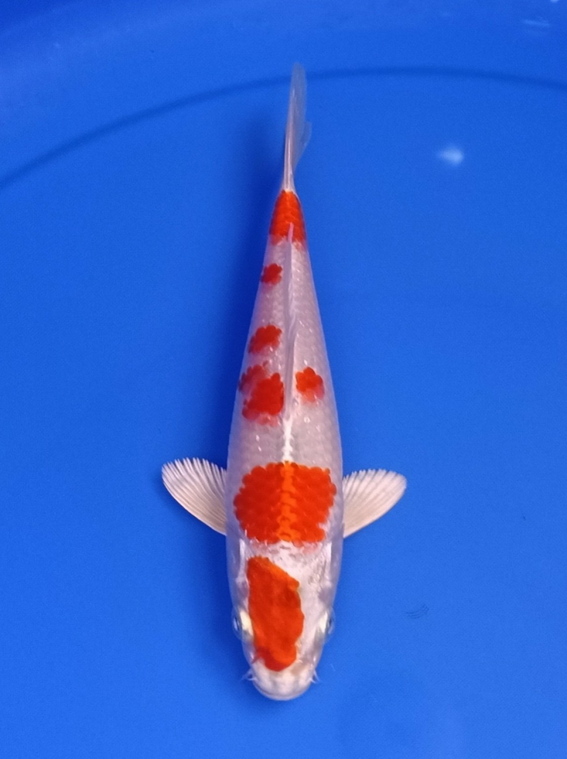 Juara 1