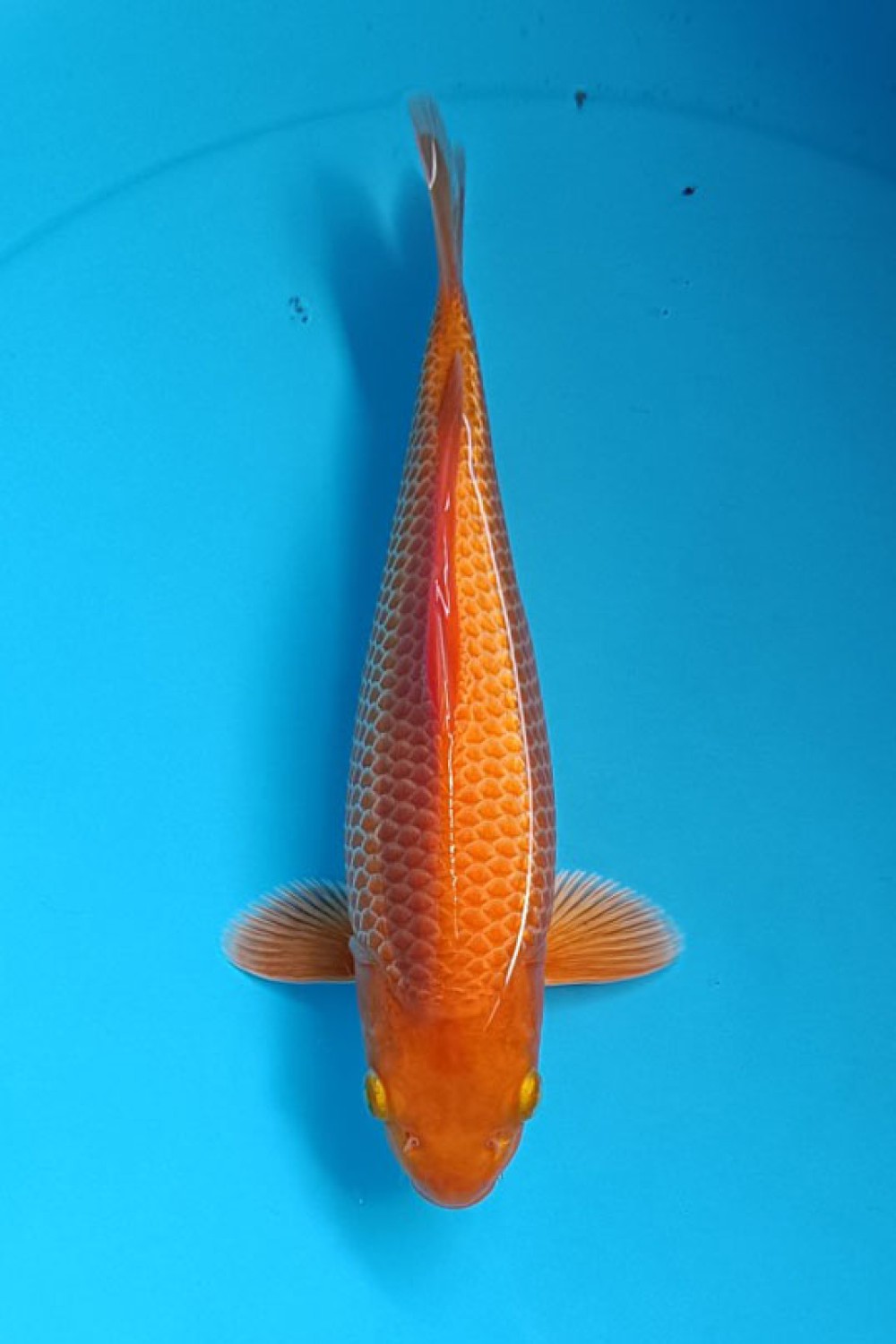 E. Kamboja Baby Champion