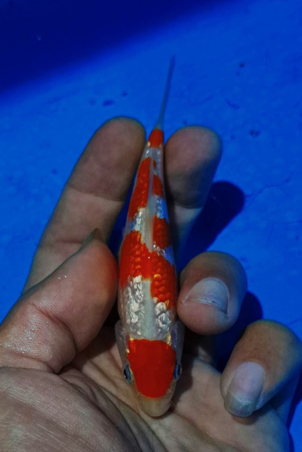 Juara 5