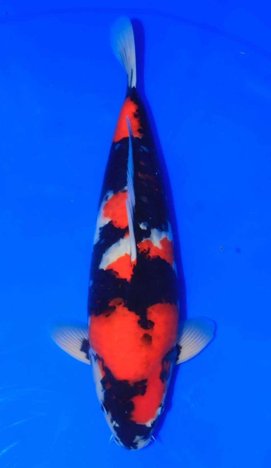 Juara 2