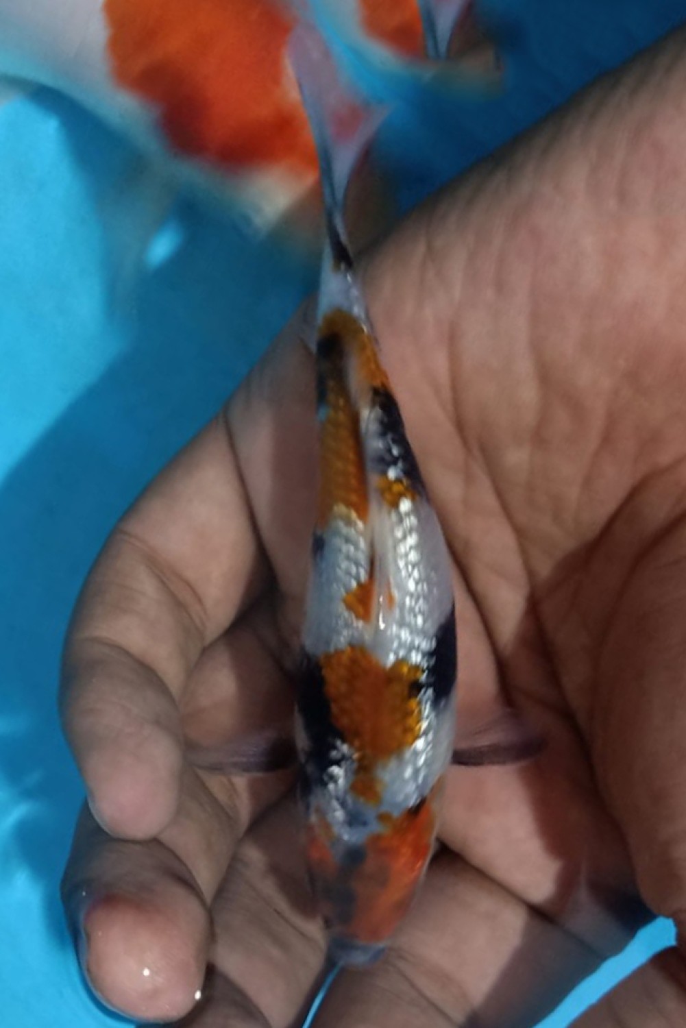 Juara 1