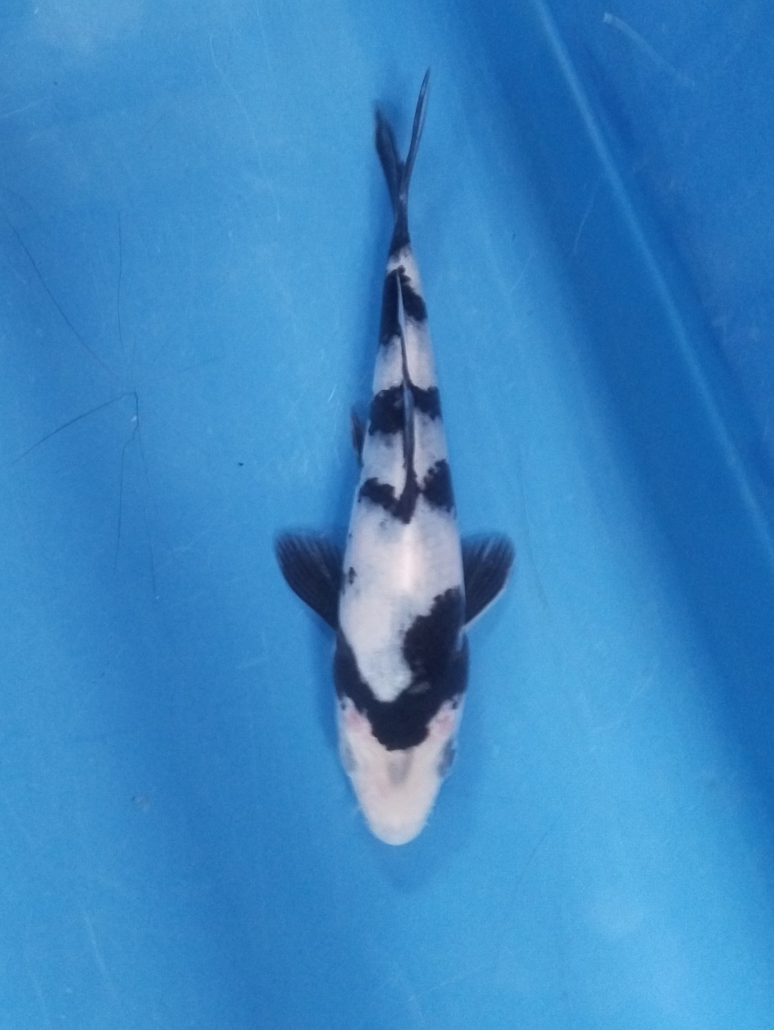Juara 1