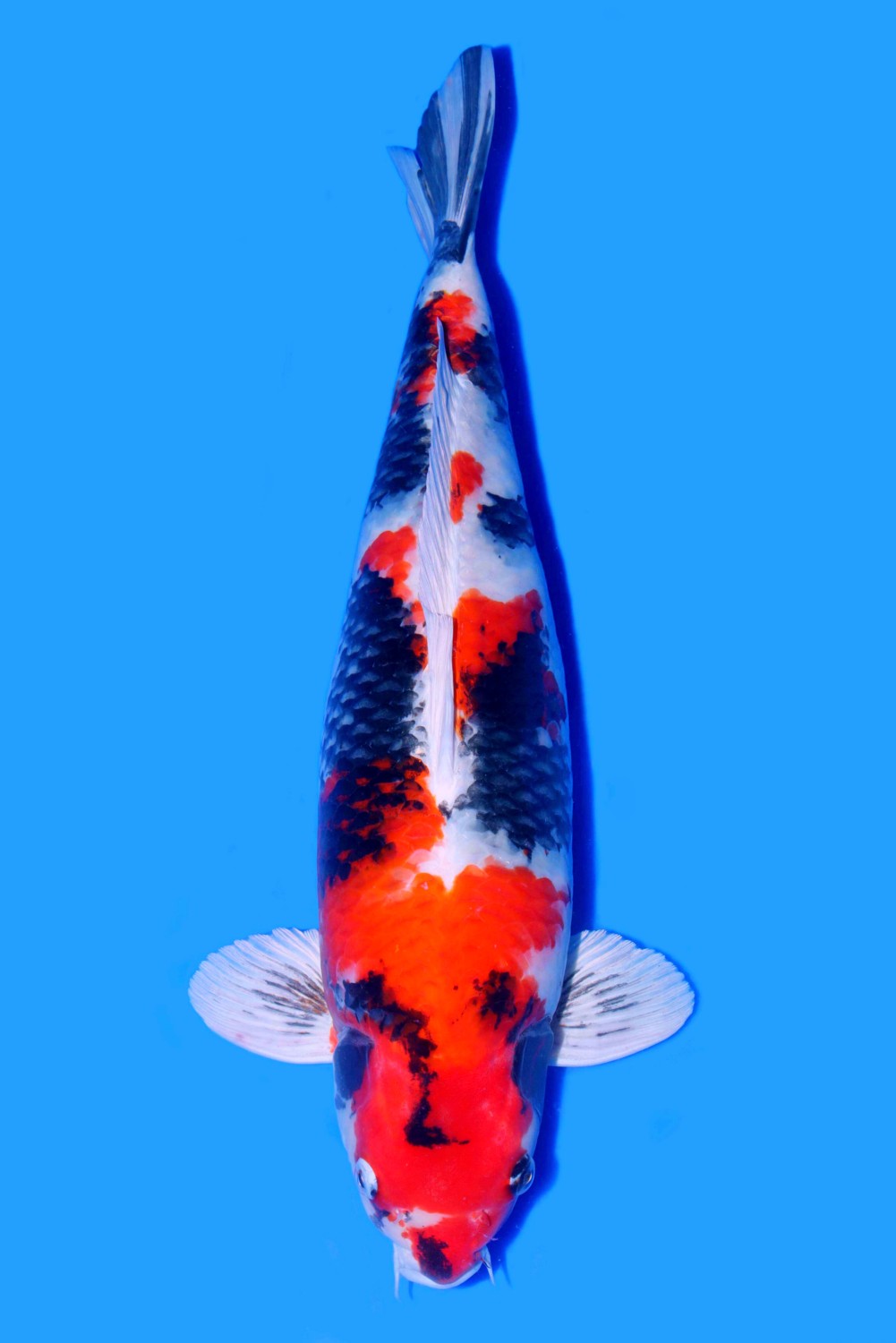 Juara 1