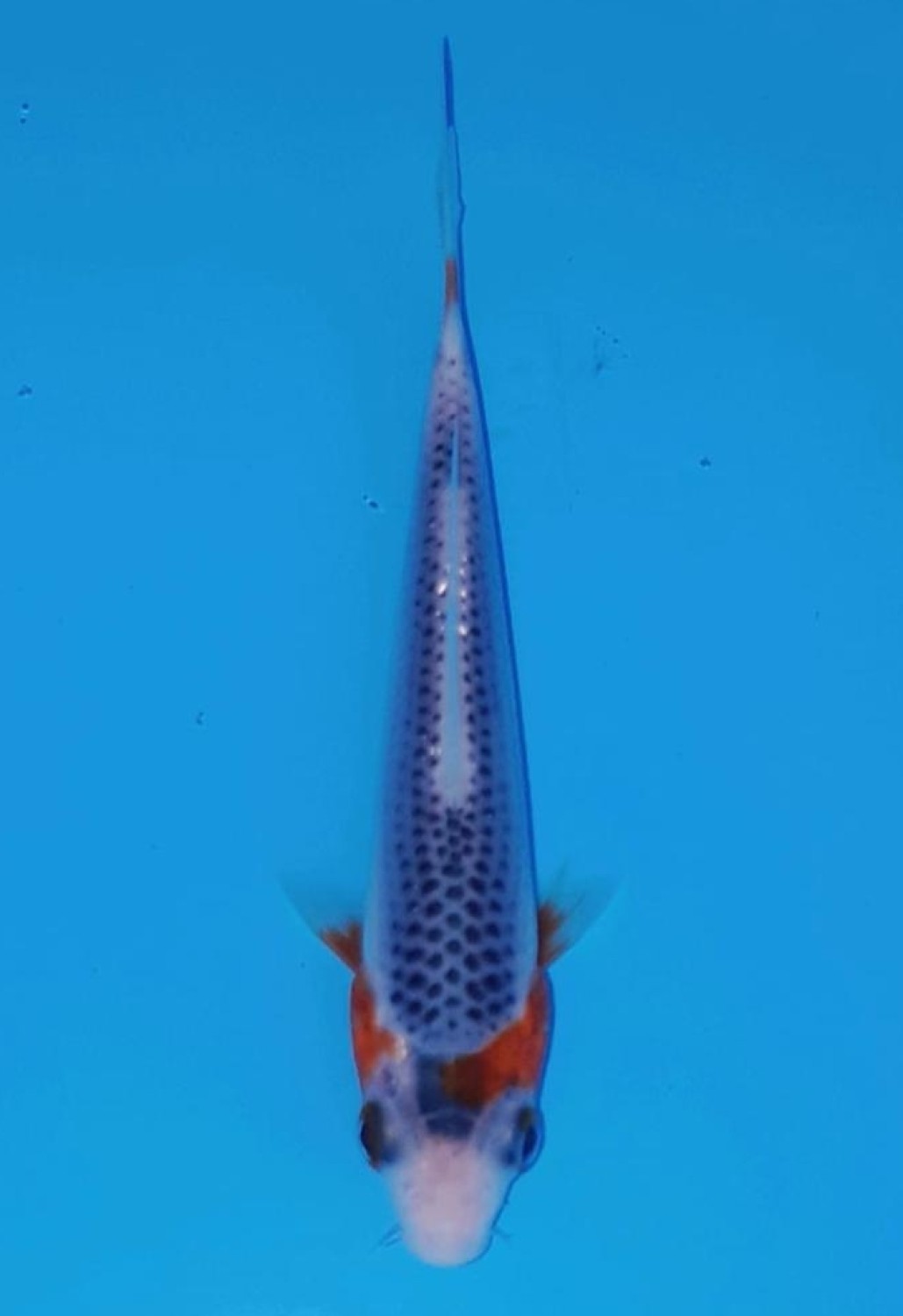 Juara 1