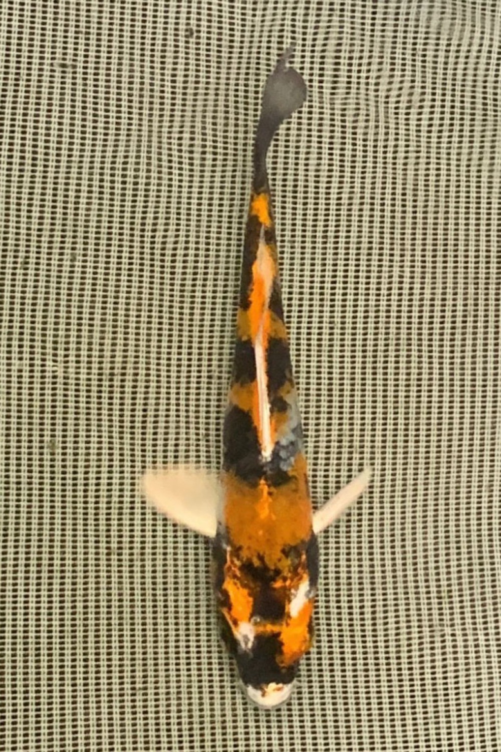 Juara 2