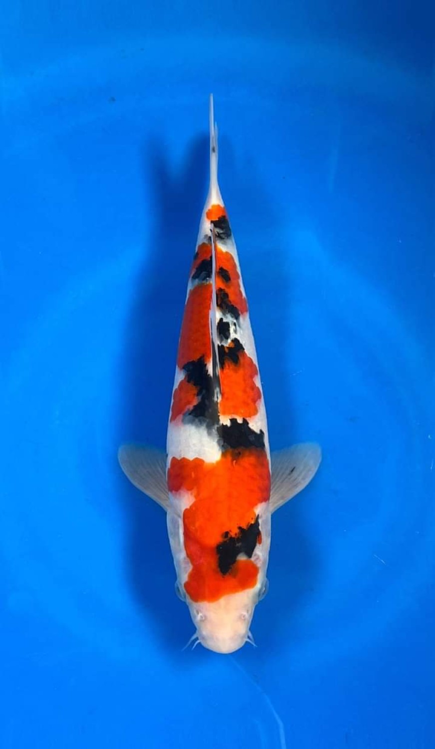 Juara 1