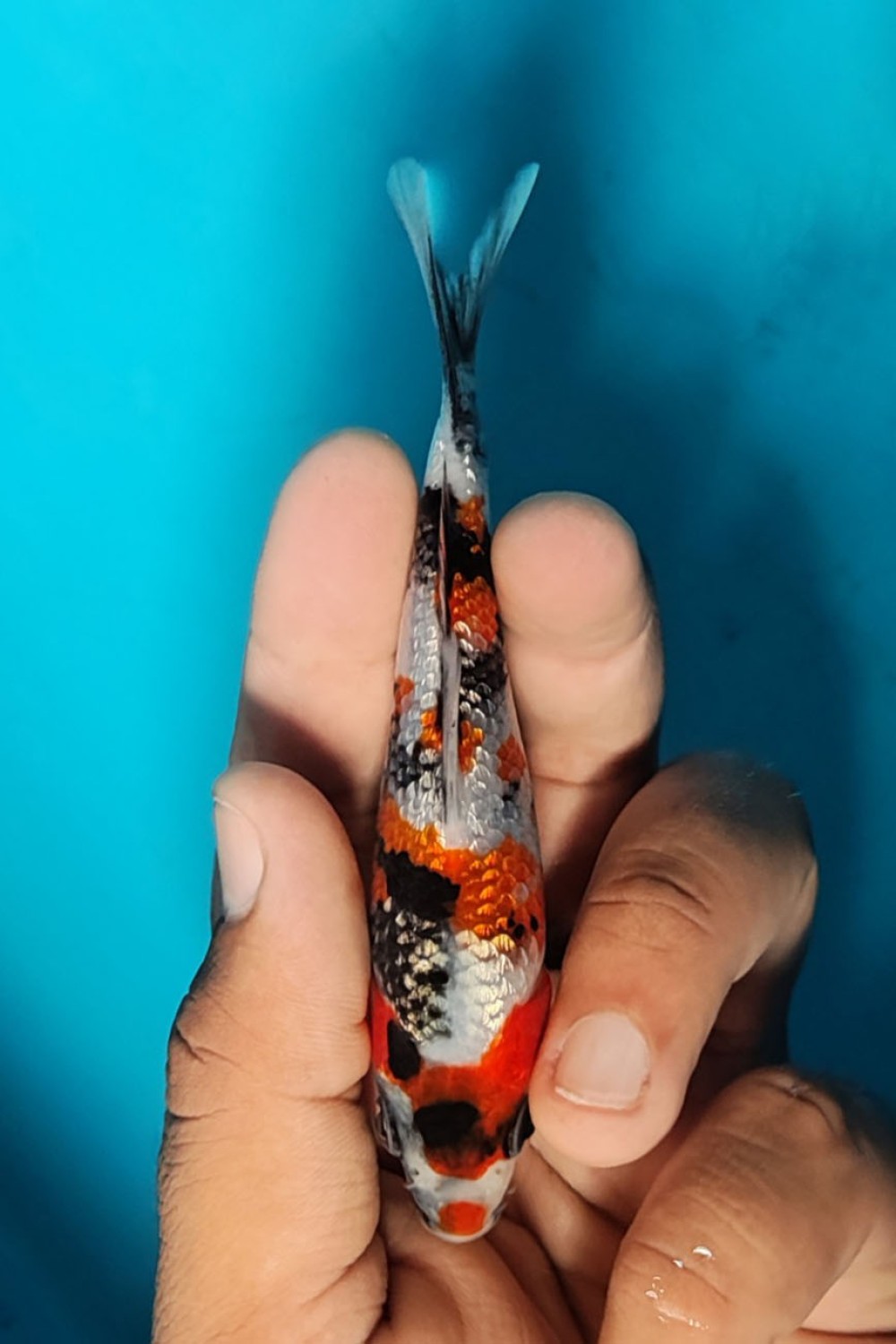 Juara 1