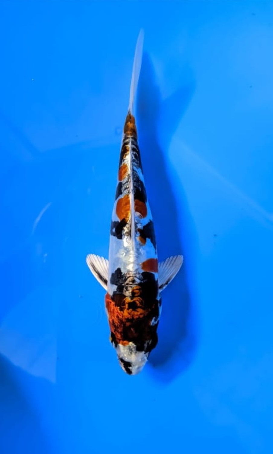 Juara 1