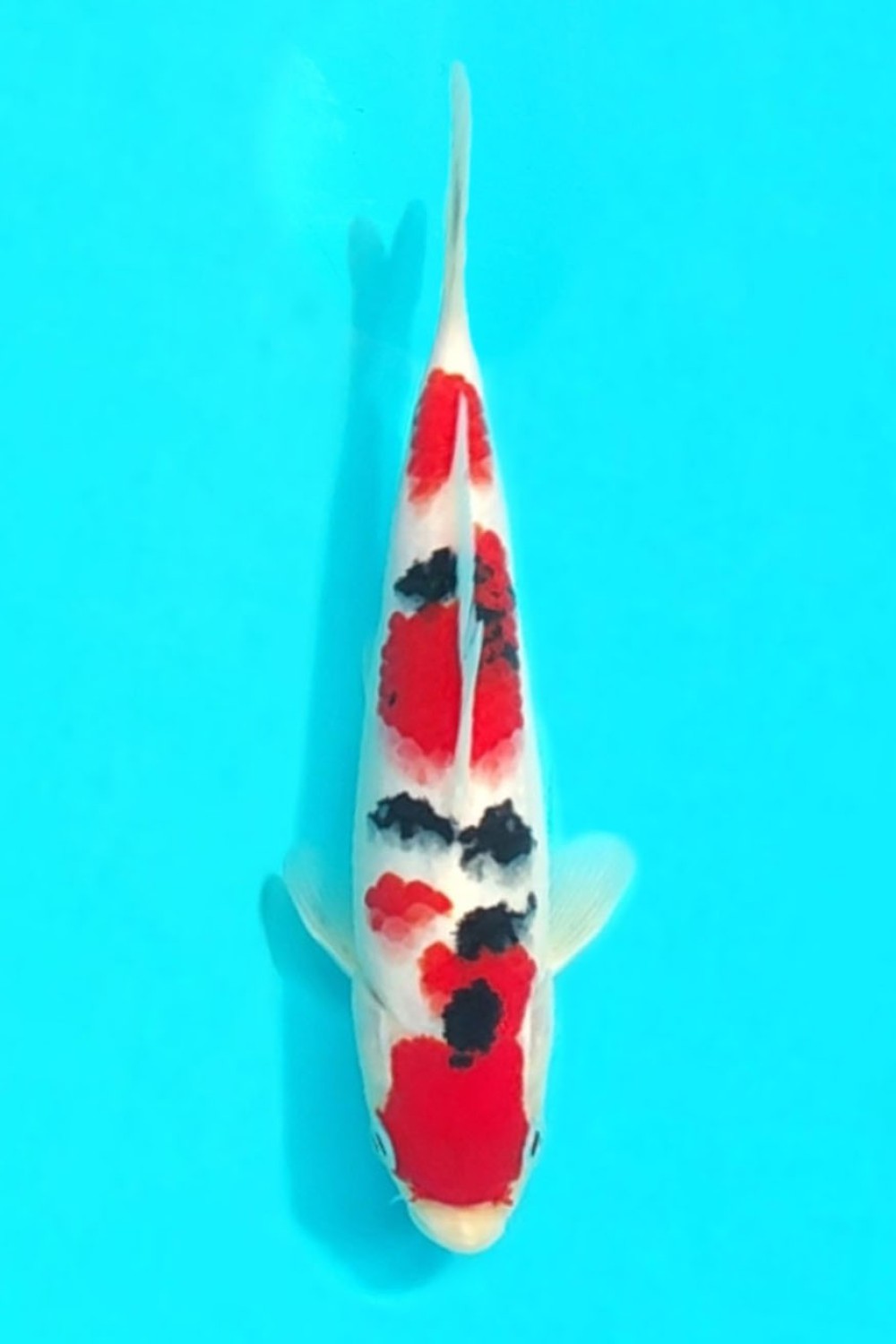 Juara 2