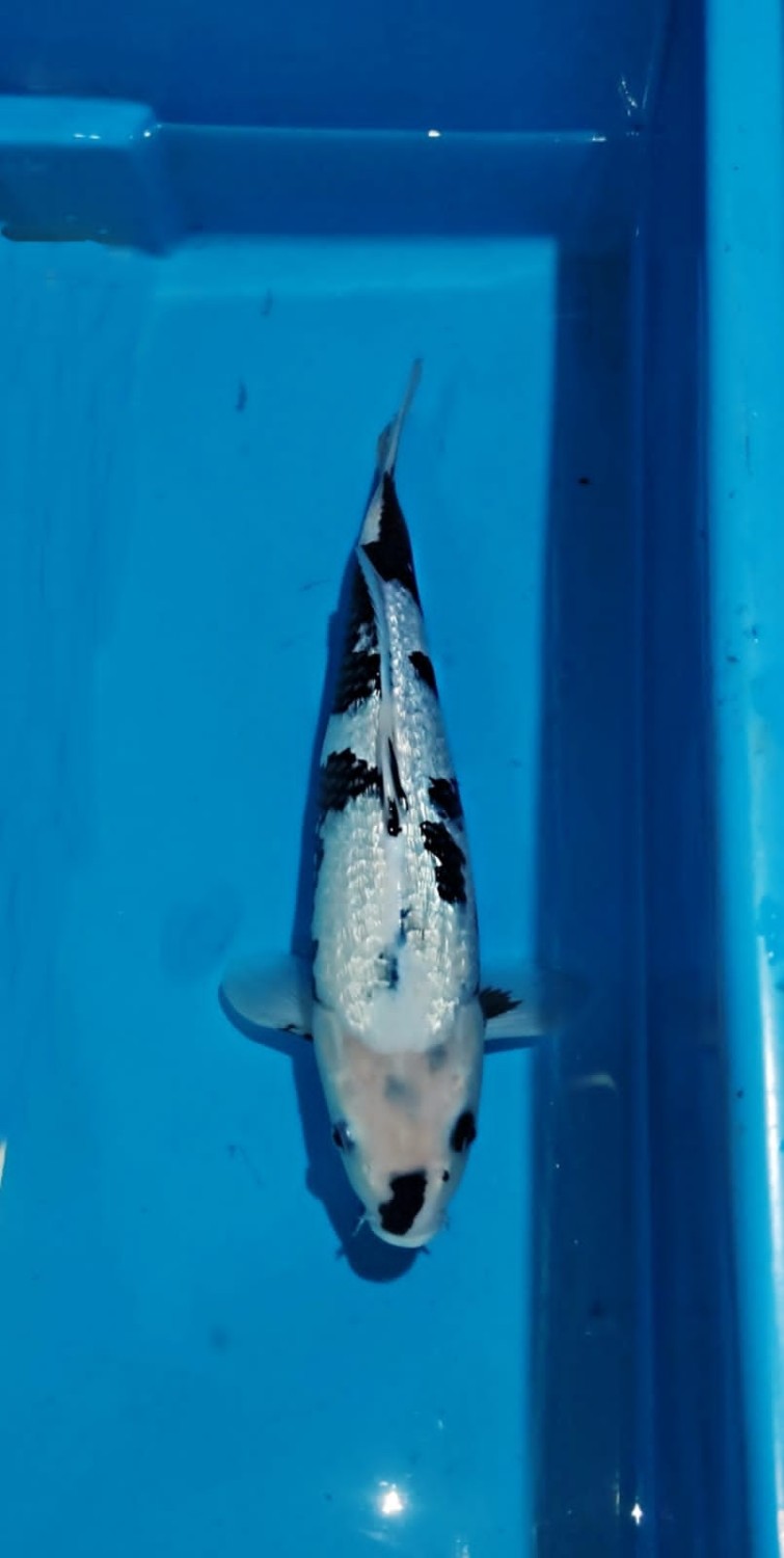 F. Tategoi Prize, 26 - 30 cm