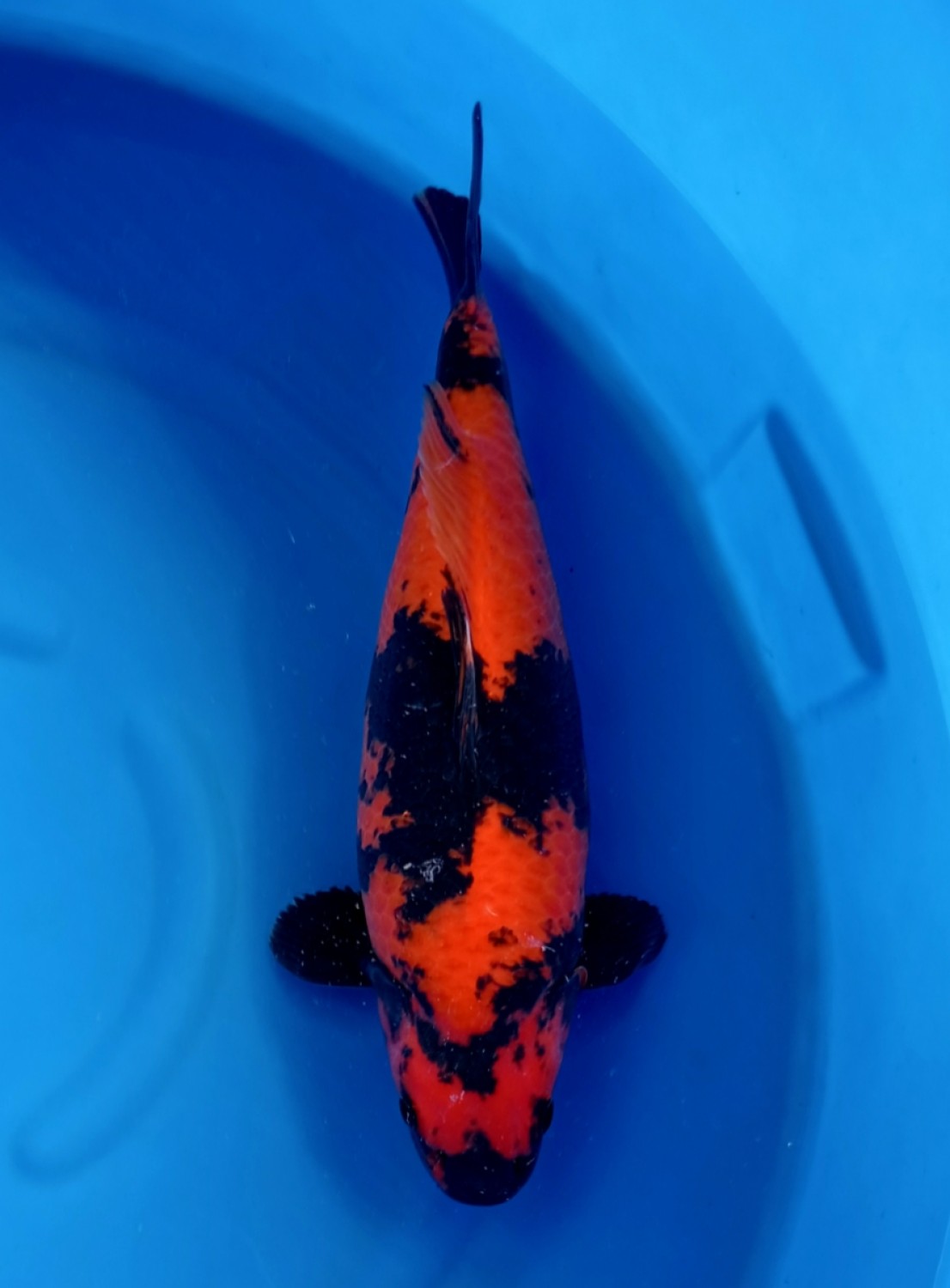 D. Cempaka Prize, 51 - 55 cm