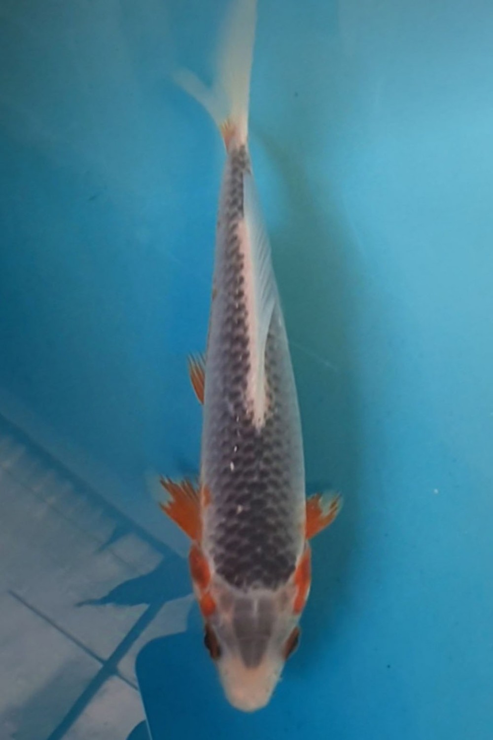 Juara 1