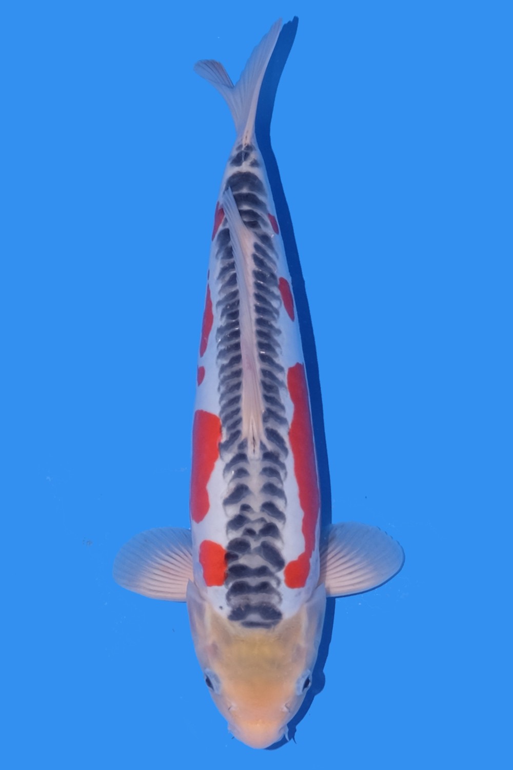 Juara 1