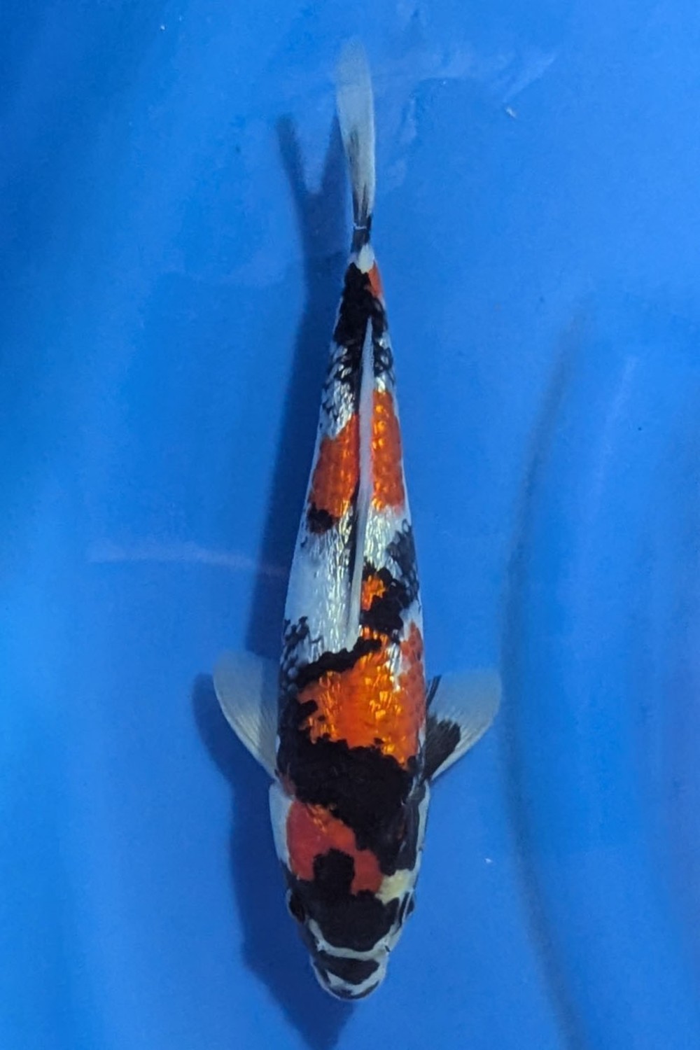 B. Melati Prize, 26 - 30 cm