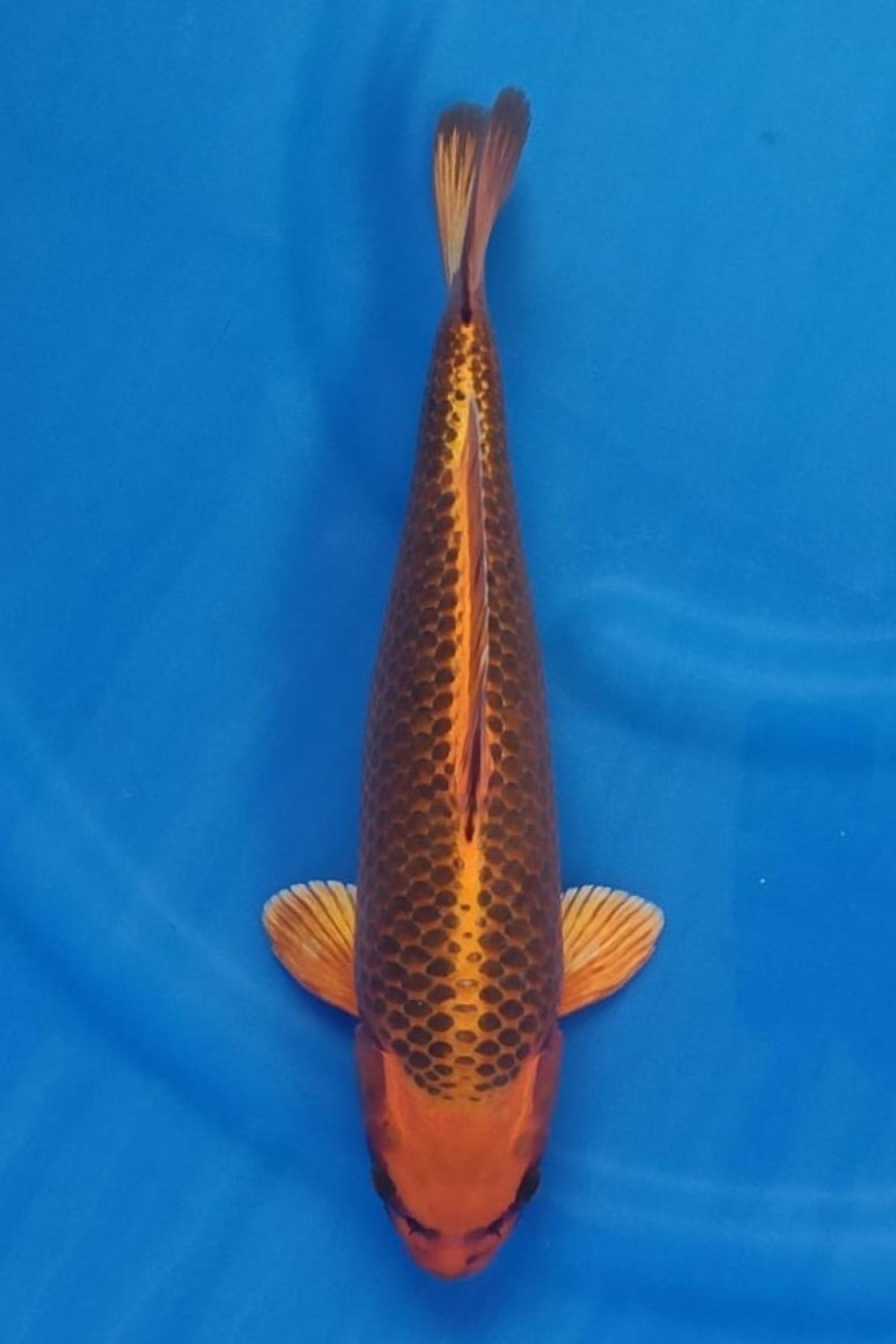 Juara 1