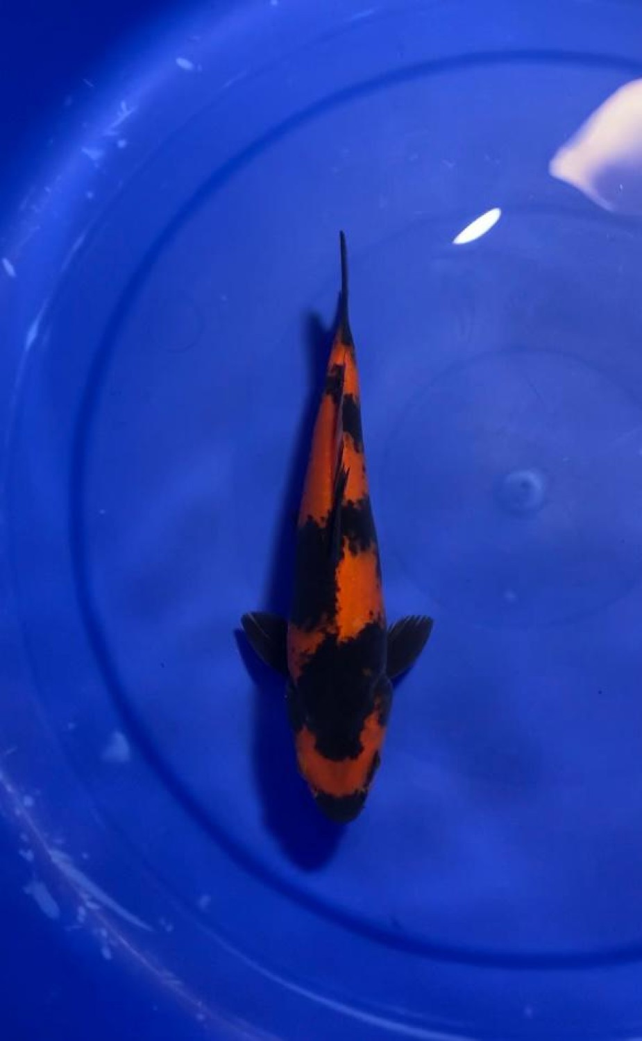 D. Cempaka Prize, 16 - 20 cm