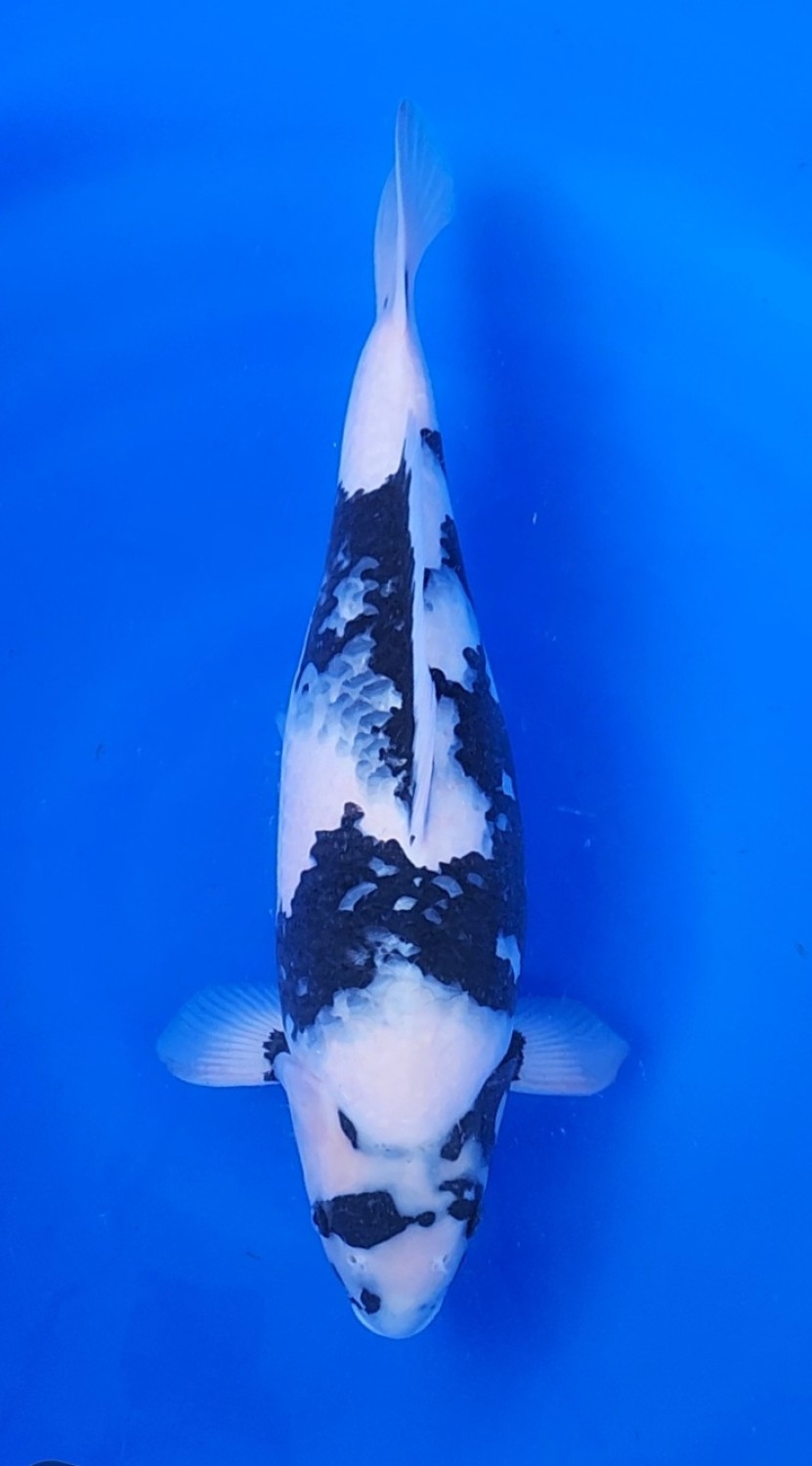 F. Tategoi Young Champion