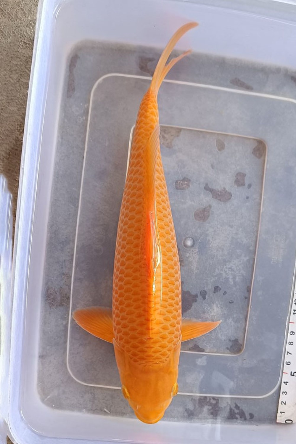 E. Kamboja Prize, 31 - 35 cm