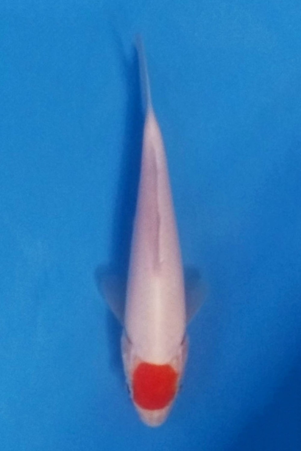 Juara 1