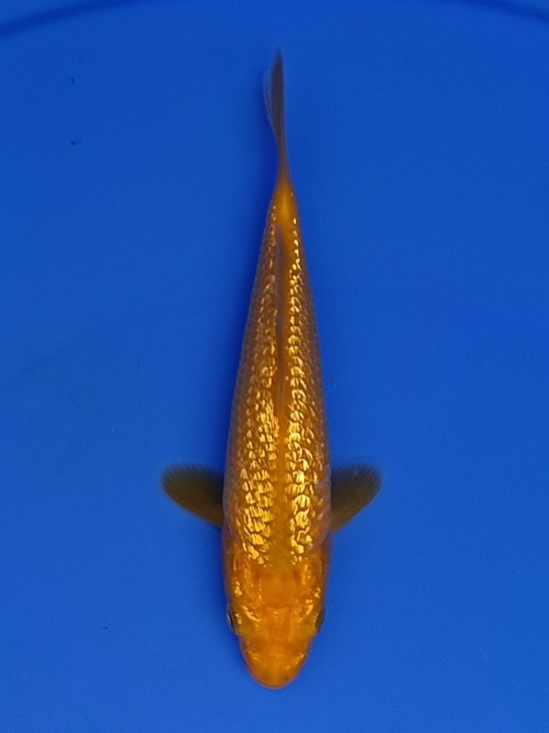 Juara 2