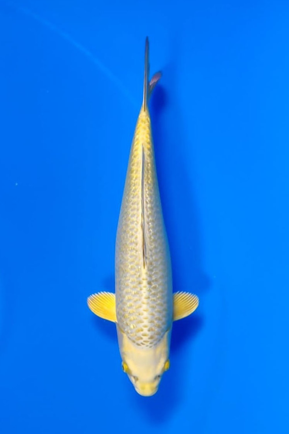 Juara 3