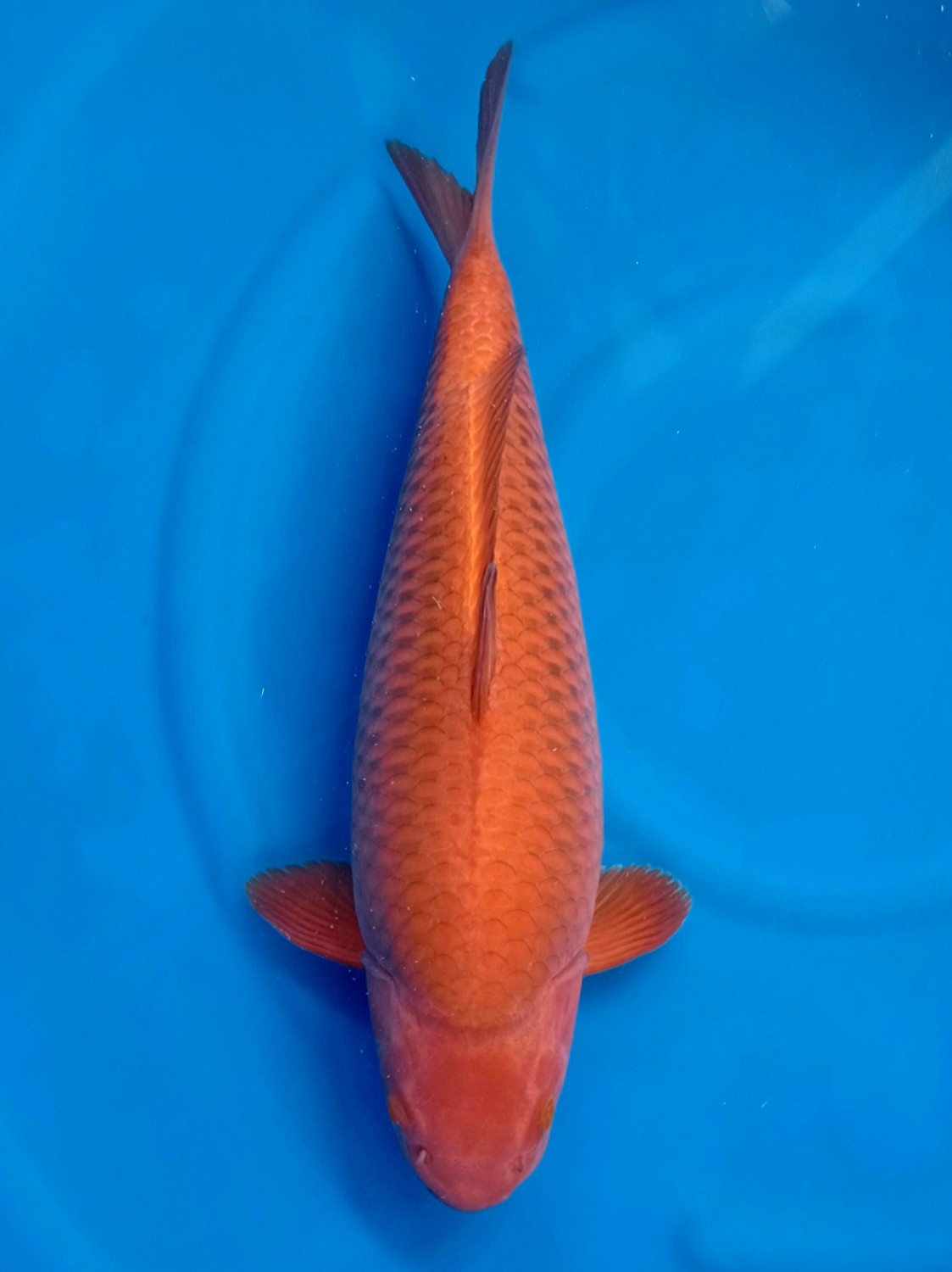 Juara 2