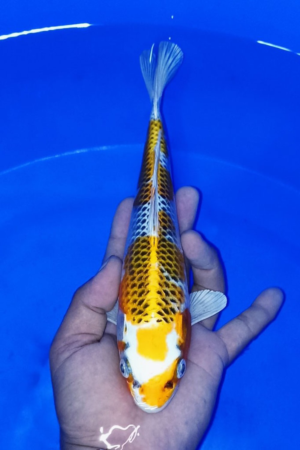 Juara 1