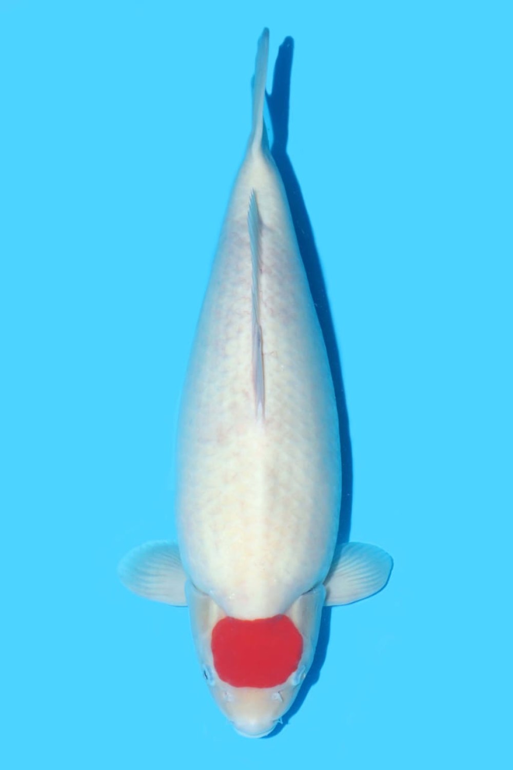 Juara 1