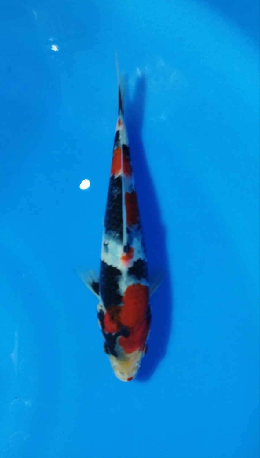 Juara 3