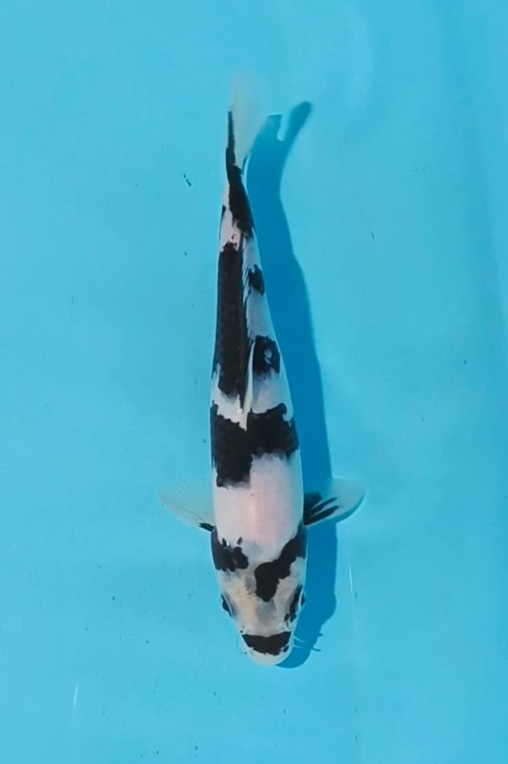 Juara 1